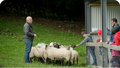 Sheep Herding Demonstration